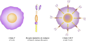 Como é feita a CAR-T Cell