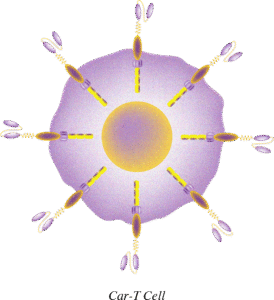 Formato da CAR-T Cell